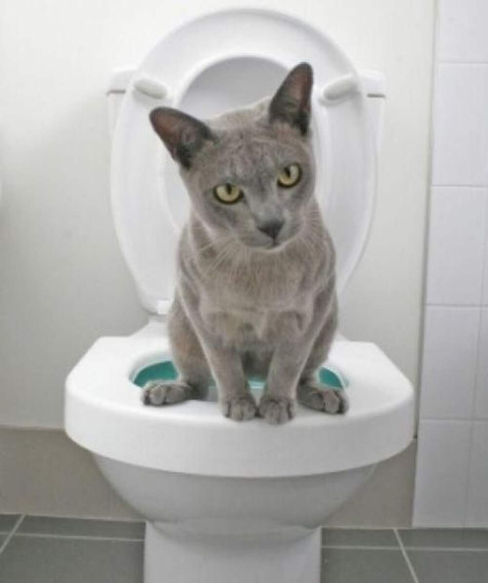 Кошка на унитазе