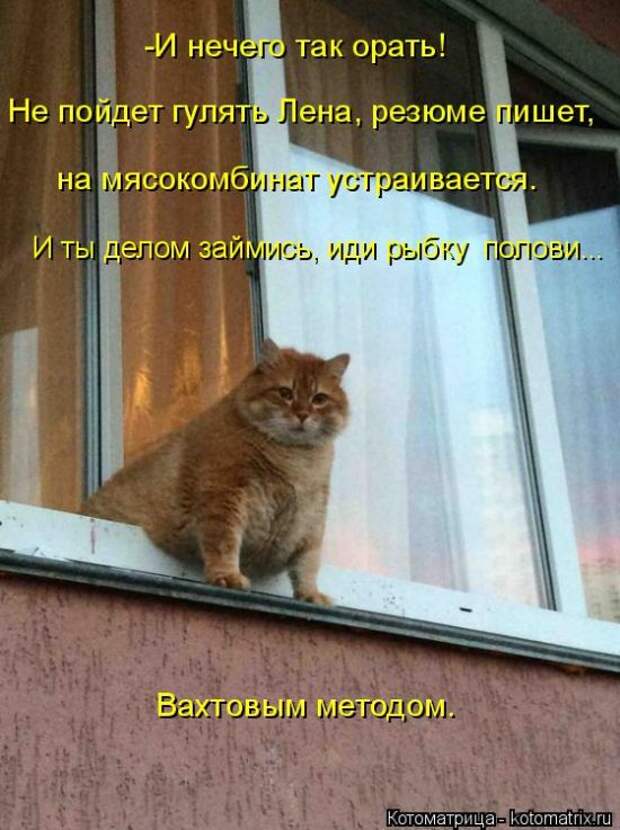 Лучшие котоматрицы недели (50 фото)