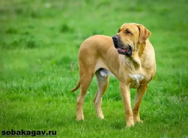 Фила бразилейро собака. Описание, особенности, уход и цена породы