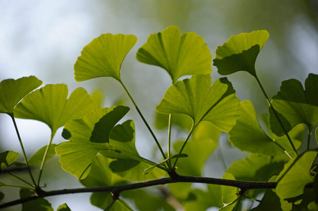 Названы способные защищать мозг от Альцгеймера лекарственные травы