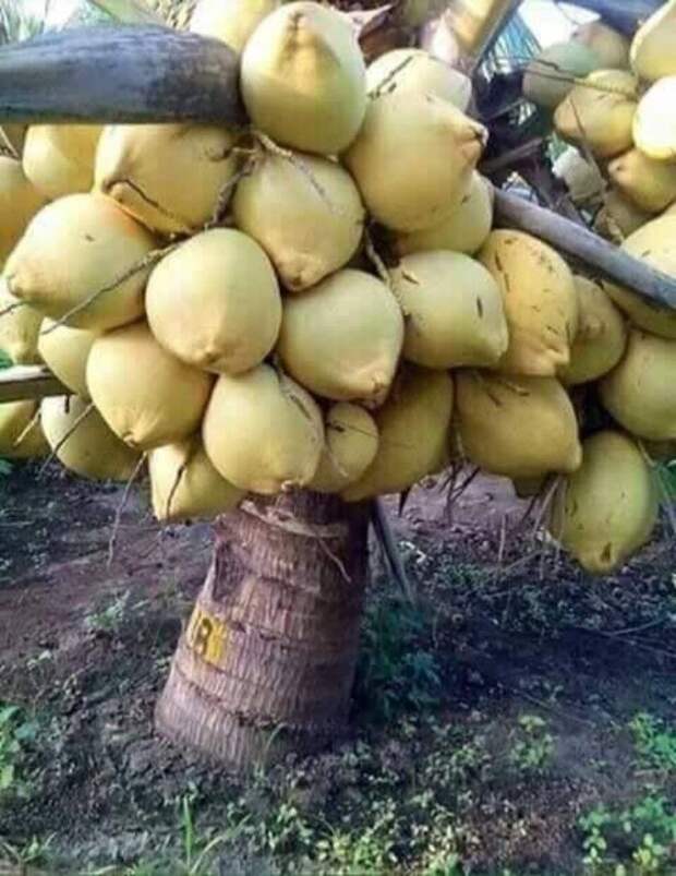 Невероятное плодовое изобилие на фото
