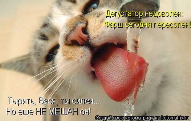 Лучшие котоматрицы недели (50 фото)
