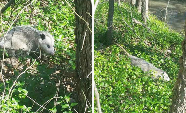 pregnant-opossum-rescued-hugs-humans-8