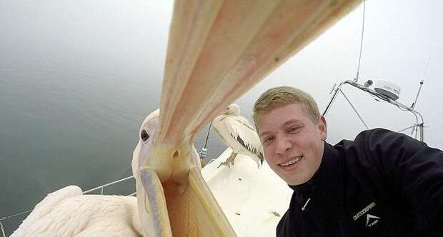18-летний студент из Претории, ЮАР, увидел на судне пеликана и не упустил возможности сделать с ним селфи животные, круиз, намибия, пеликан, селфи, фото, фотограф