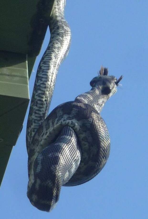 А тем временем в Австралии А тем временем в Австралии австралия, животные, змея