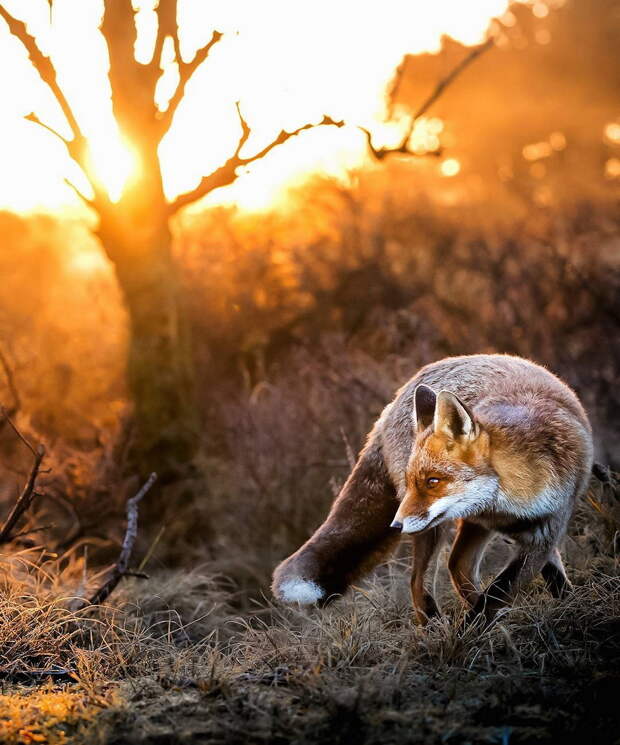 Фотографии Осси Сааринена заставляют людей чувствовать, что лисы живут в красивых сказках.