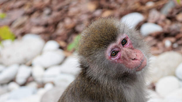 Некому защитить: на сироту Панти из японского зоопарка напал взрослый макак
