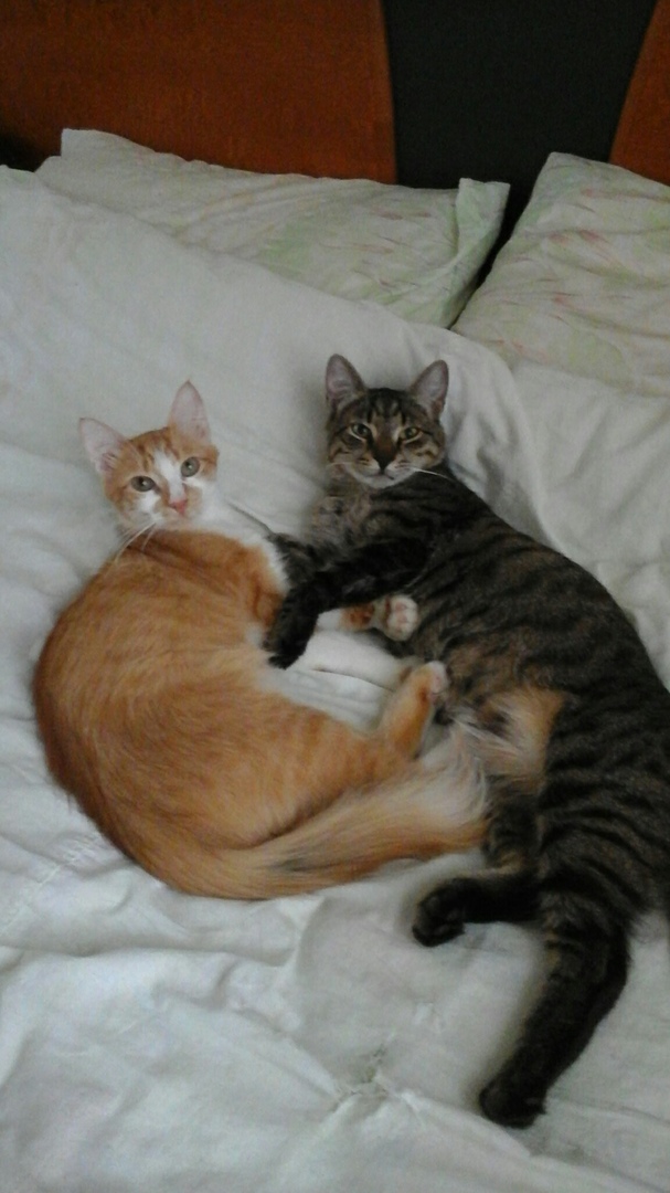коты