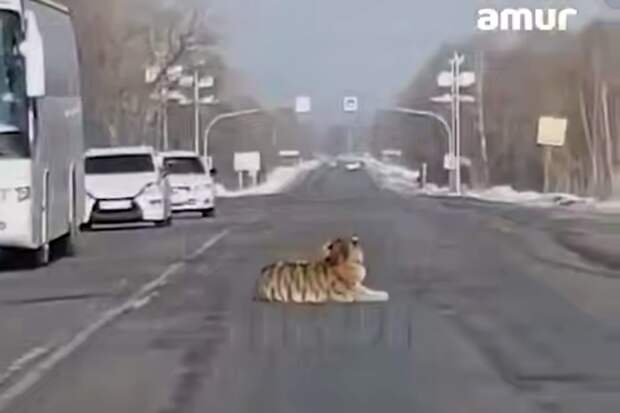 Mash: тигр заблокировал проезд по дороге в Хабаровском крае