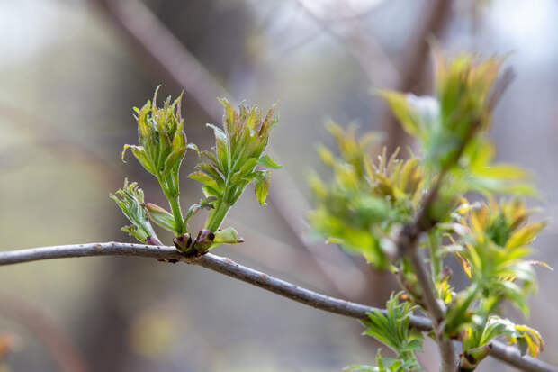 На весенней распродаже 69% россиян планируют купить растения, семена и рассаду