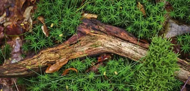 Листостебельный мох кукушкин лен внешне напоминает веточку хвойных растений.