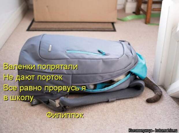 Лучшая котоматрица недели (38 фото)