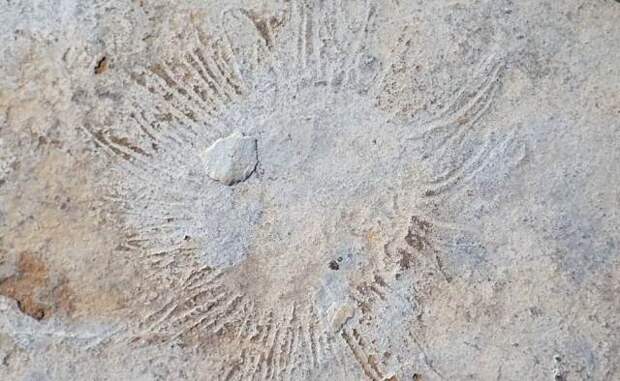 Фото: жившие на Земле более 500 млн лет назад ископаемые организмы найдены в Якутии