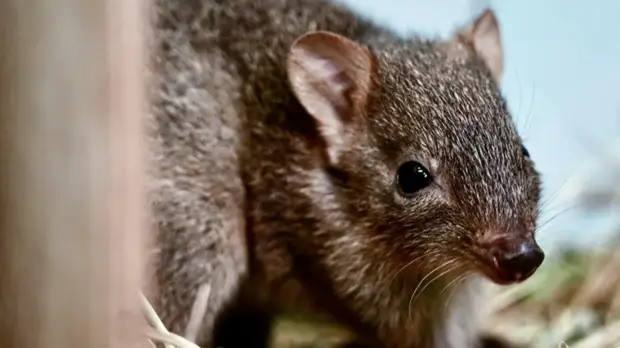 В Московском зоопарке родился детёныш краснокнижного кенгуру
