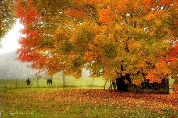 0_7bcee_4ae93679_XL (691x460, 382Kb)