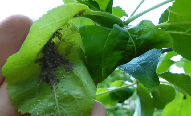 Как быстро избавиться от тли и муравьев на плодовых деревьях без химии и переплат
