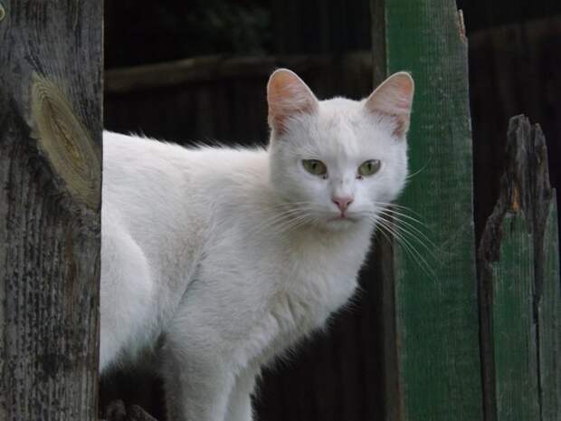 Немного котиков животные, коты, фото