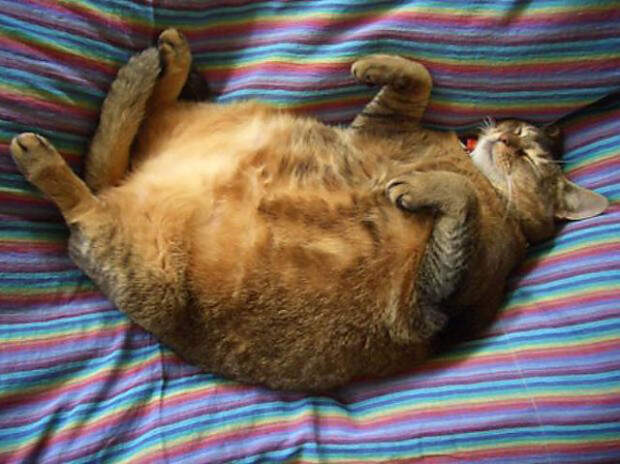 Почешите мне пузико… плиз! животные, коты, лишний вес, юмор