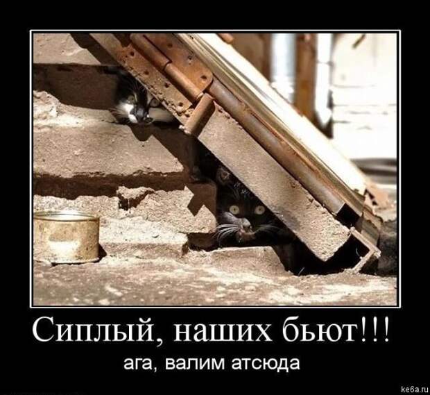 Животным смешно, а вам? (90 фото)
