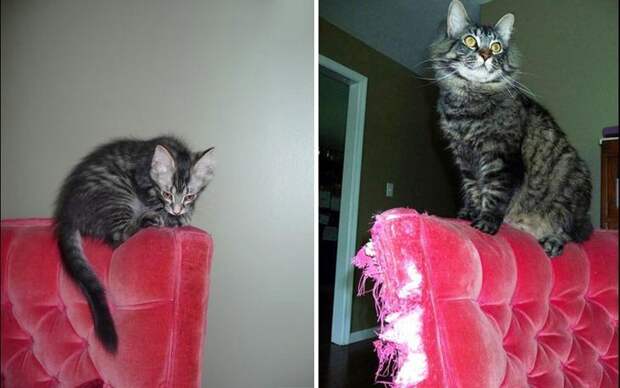 Без кота и жизнь не та