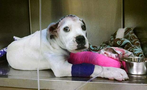 rescue-dog-comforts-pup-surgery-sammie-simon-4