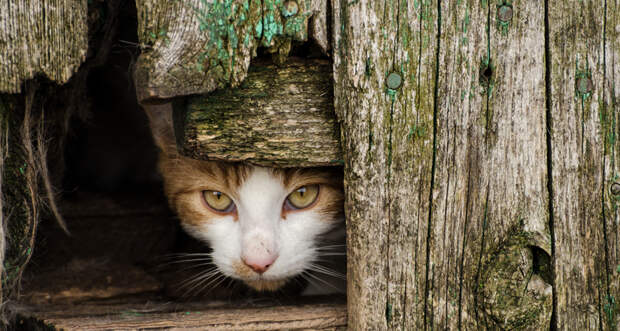 feral cat