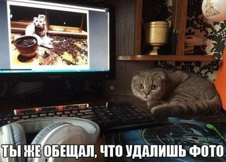 Фото забавных котов и котят со смешными подписями