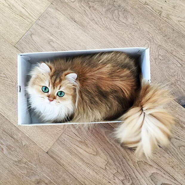 Самый фотогеничный кот на свете: встречайте Смузи! Самый фотогеничный кот на свете: встречайте Смузи!