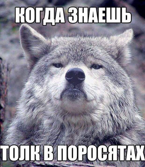 Прикольные картинки. Вечерний выпуск (55 фото)