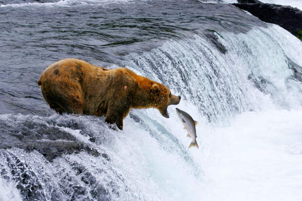 Медведь и лосось на Аляске