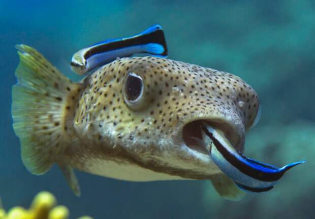 Крошечный губан прошёл зеркальный тест и заставил учёных пересмотреть понятие самосознания