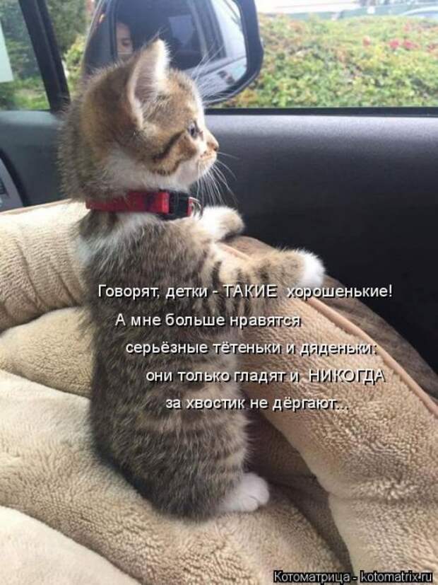 Новая котоматрица на Бугаге (33 фото)