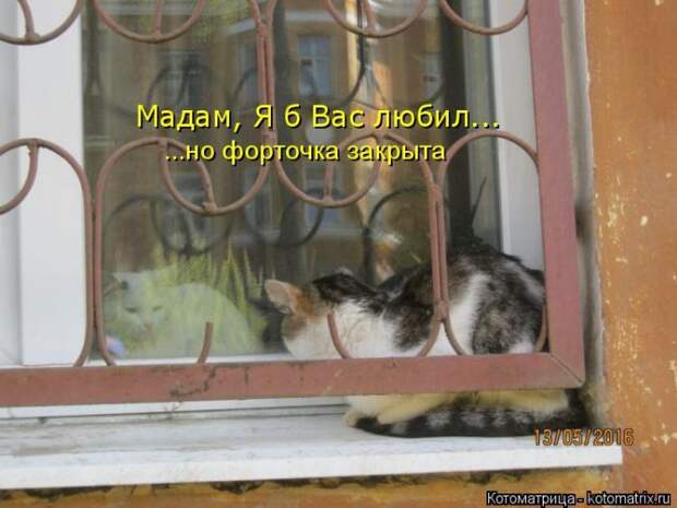Лучшие котоматрицы недели (50 фото)