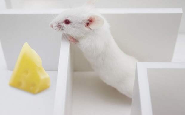Мыши с клетками человеческого мозга достижение, интересное, наука