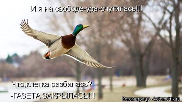 Лучшие котоматрицы недели (50 фото)