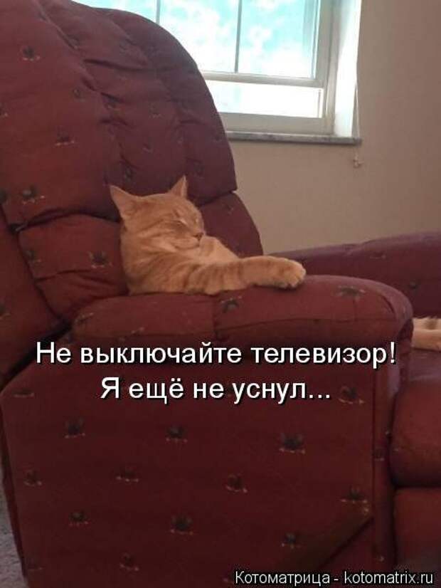 Новая котоматрица на Бугаге (33 фото)