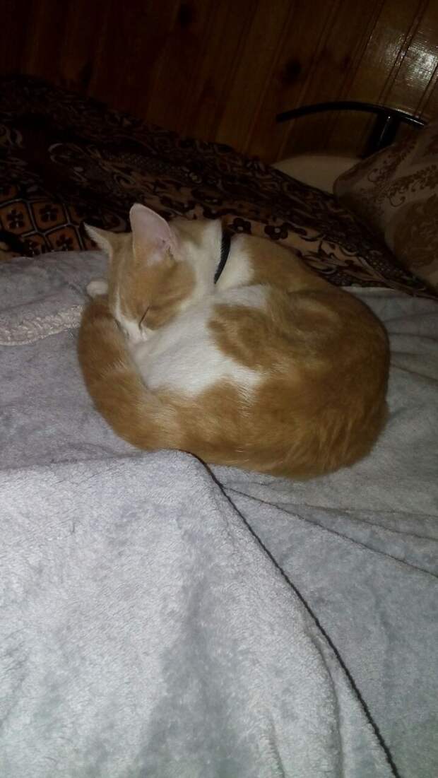 кот