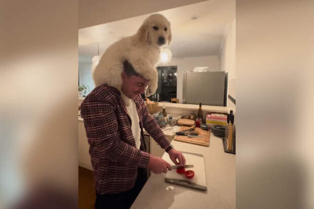 Блогер приготовил салат с щенком золотого ретривера на голове