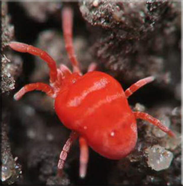 Клещи-краснотелки (Trombiculidae)