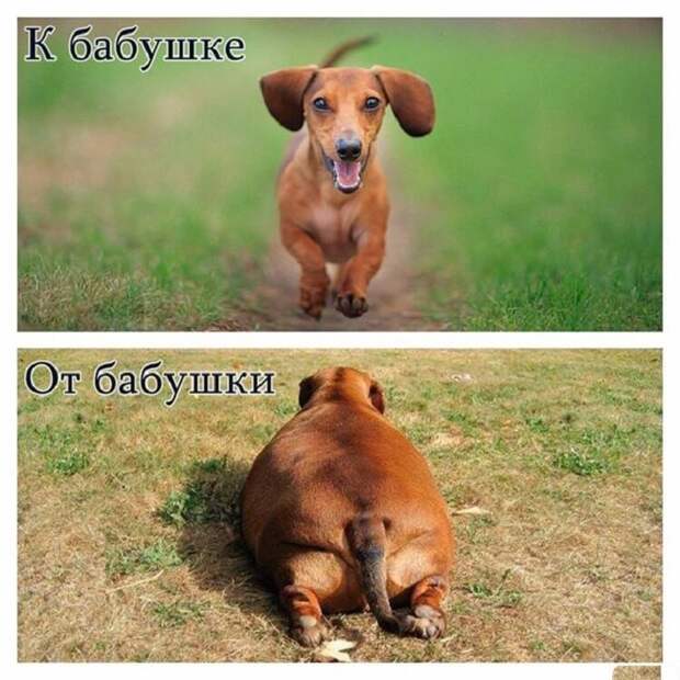 Смех продлевает жизнь. Оптимисты рулят