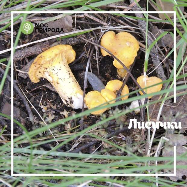 В Алёшкинском лесу за сбор урожая накажут штрафом