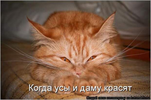 Лучшие котоматрицы недели (50 фото)