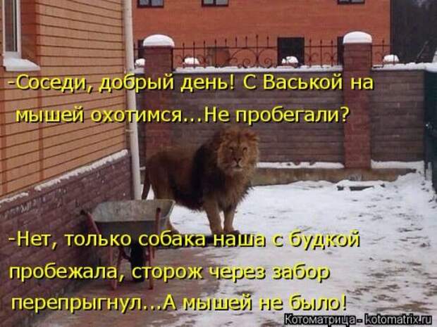 Лучшая котоматрица за неделю (32 фото)