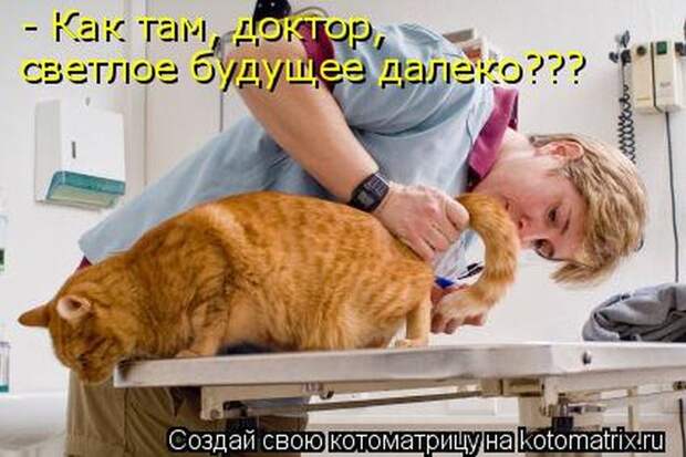 Лучшие котоматрицы недели (50 фото)