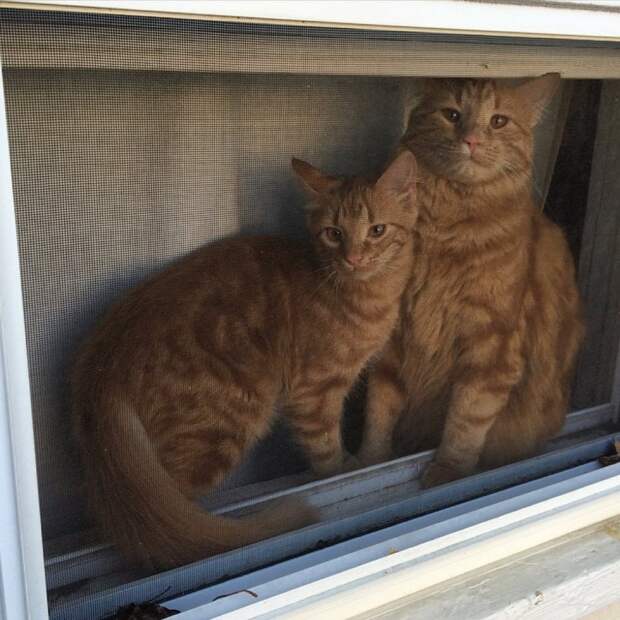 Без кота и жизнь не та