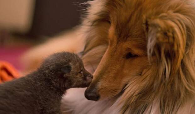 Заботливая колли усыновила лисёнка, мать которого погибла в автокатастрофе