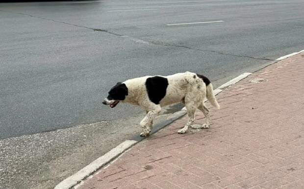 Рязанцам рассказали, что делать при нападении собак