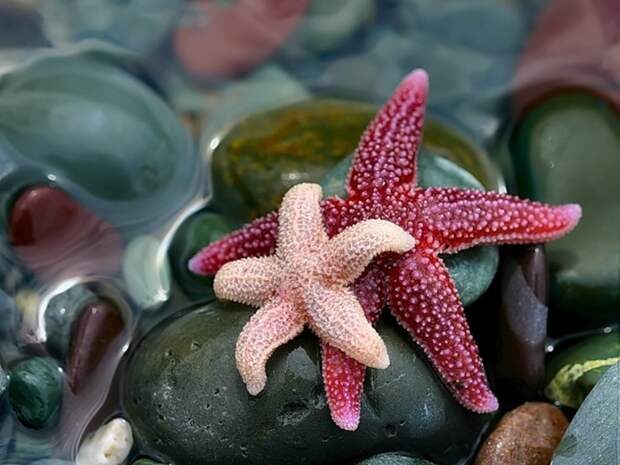 10 фактов о животных, доказывающих, что мир — странное место животные, факты