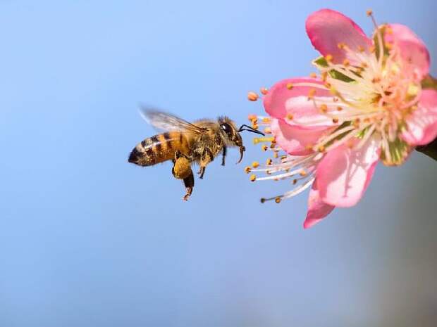 пчела летит к цветку