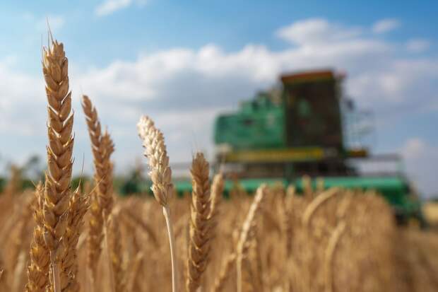 Bloomberg: экспорт пшеницы с Украины в декабре упал почти на четверть